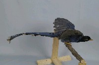 臺灣藍鵲藏品圖，第7張